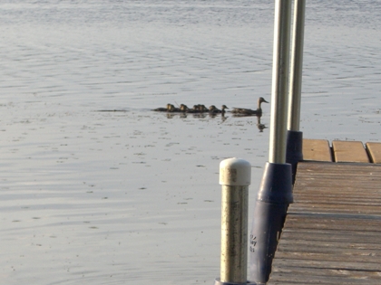Mother and her ducklings in front of the dock of The cottae